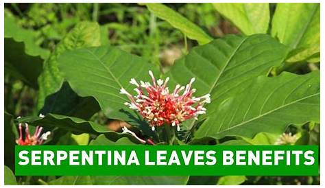Serpentina Leaves Side Effects Rauwolfia Indian Snakeroot Psychotropicon