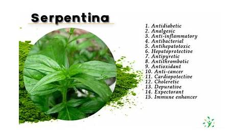 Serpentina Plant Benefits Health Of Rauwolfia Sarpagandha