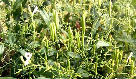 SERPENTINA The Herb For Diabetes, Liver, Heart Disease