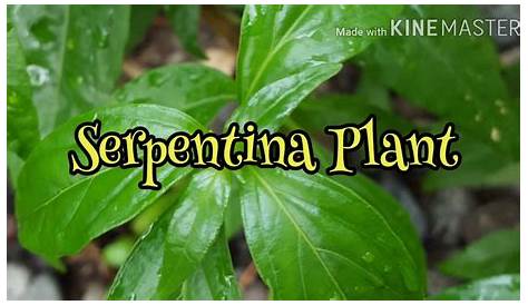 Serpentina Plant Scientific Name SUPPLEMENT Yours Naturally Supplements