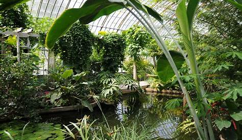 Serre Tropicale Jardin Des Plantes Comment Cultiver s Sous Une