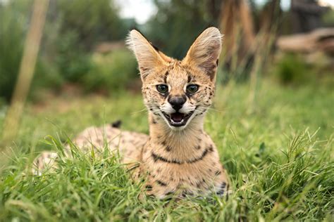 Serval Cat Age