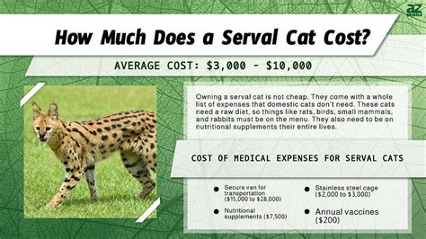 Serval Cat How Much