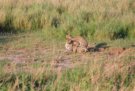 Serval Cat Mating