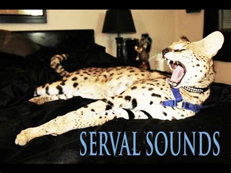 Serval Cat Sounds