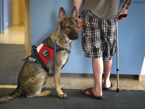 service animals 22