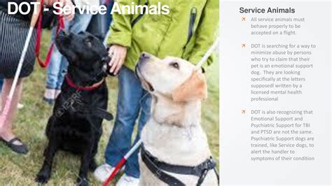 service animals 23