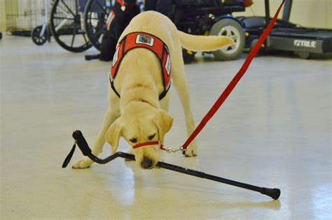 service dog in training rules