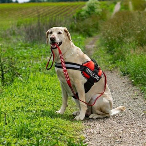 Service Dog Leash