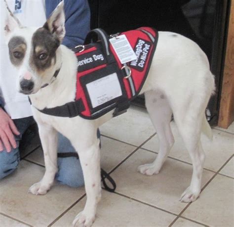 service dog products for training