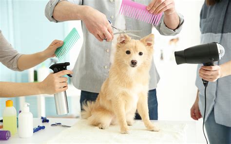 Professional Services Pet Grooming Near You
