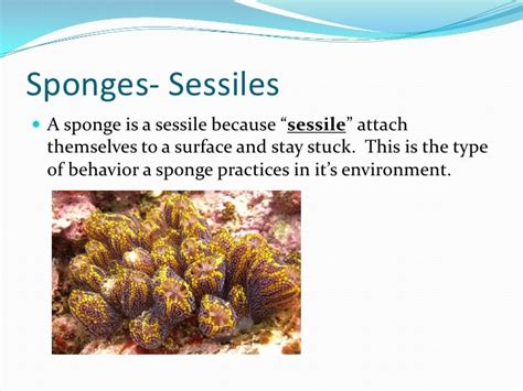 Sessile Sponge Definition
