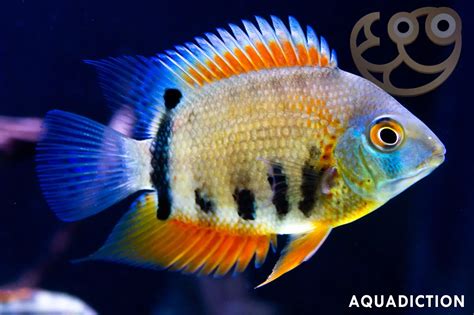 Severum Fish Temperament