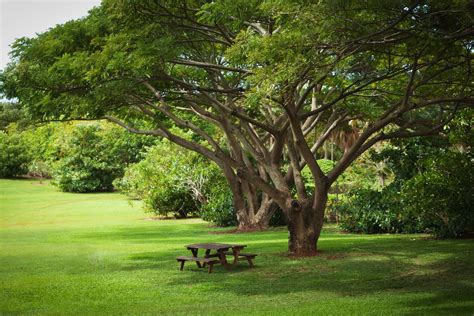 Shade Tree Backyard
