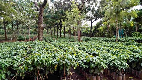 Shade Trees For Coffee