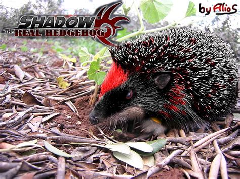 shadow the hedgehog in real life