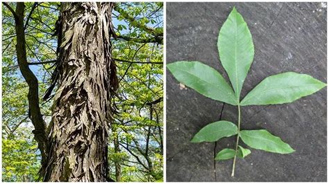 Shagbark Hickory Tree Identification