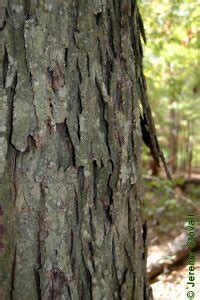 Shagbark Hickory Vt Dendro