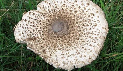 Shaggy Parasol Mushroom Australia (Chorophyllum Rochodes) Classed As