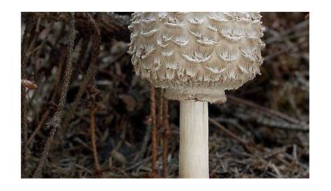 Shaggy Parasol Mushroom Edible , Vancouver Island, BC Gohiking.ca