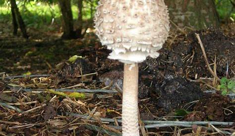 Shaggy parasol (Chlorophyllum olivieri) mushrooms of Russia