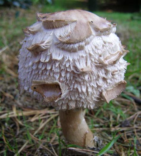 shaggy parasol mushroom identification