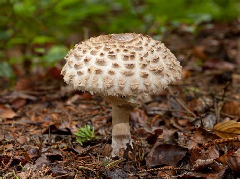 shaggy parasol mushroom look alikes