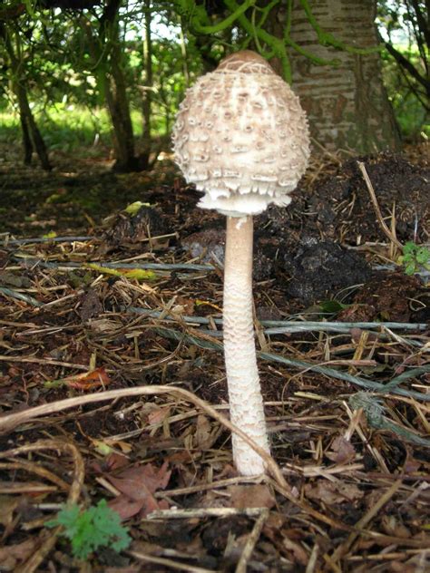 shaggy parasol mushroom recipes