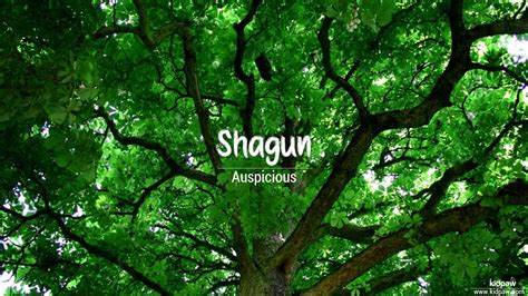 shagun tree in english