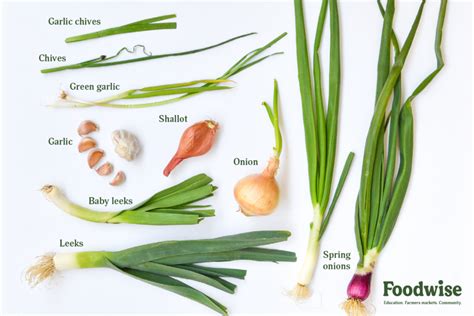 Shallots Onions Leeks And Mushrooms Are Examples Of