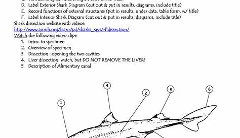 Shark Dissection Worksheet Answer Key