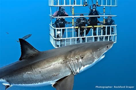 Great White shark Cage Dive, Guadalupe Island, Mexico August 13th, 2019