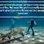 shark diving quotes