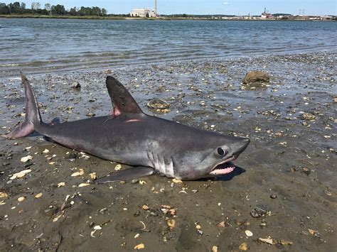 Web Extra Shark Apparently Washes Up On Beach In Revere YouTube