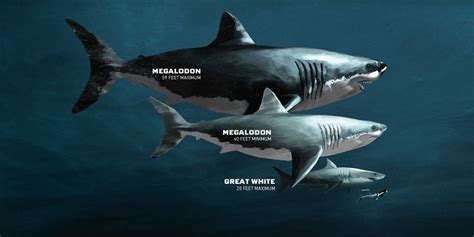 shark bigger than great white