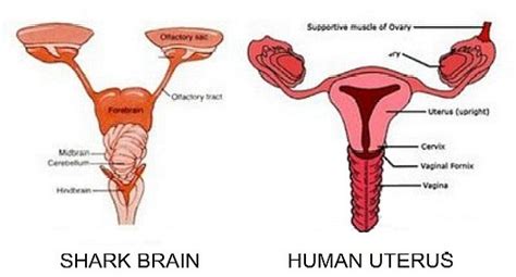 shark brain uterus