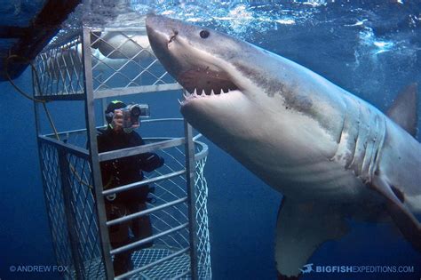 shark cage diving