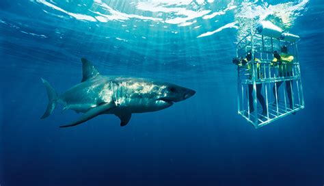 shark cage diving experience