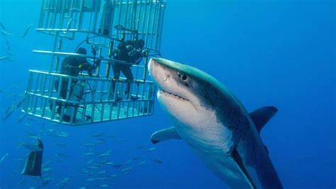 shark cage diving gansbaai