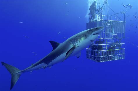 shark cage diving safety