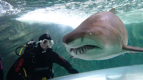shark diving experience