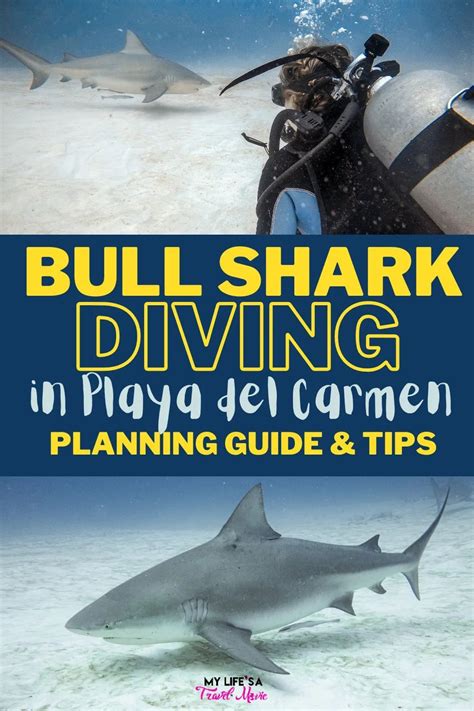 shark diving planning