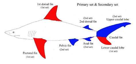 Shark Fin Identification Chart