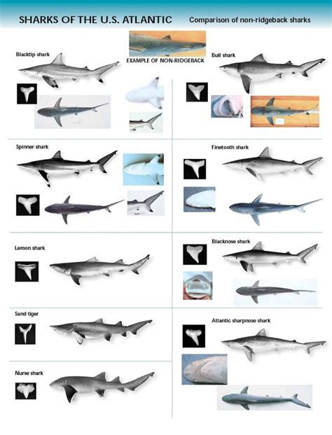 Shark Identification Pictures Printable
