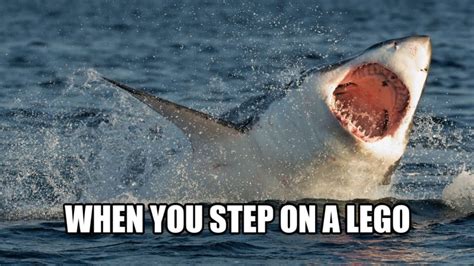 Shark Memes
