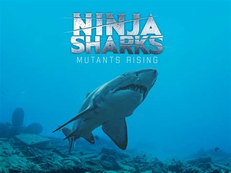 shark ninja investor relations