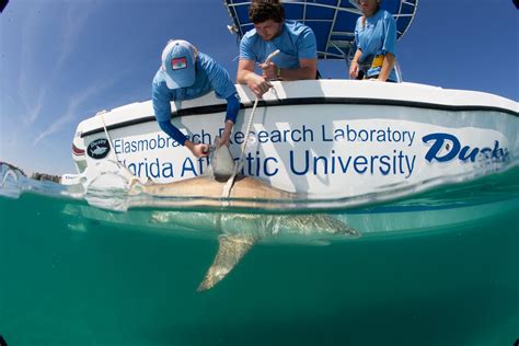 shark science scuba
