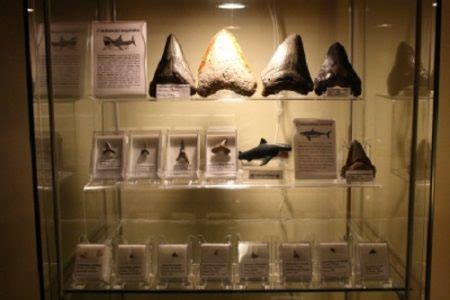 shark tooth display case