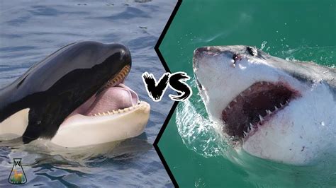 shark versus killer whale