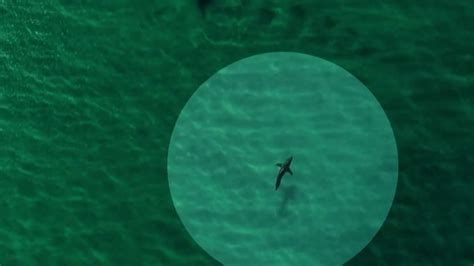 Adopt a shark and track it in Google Earth Google Earth Blog